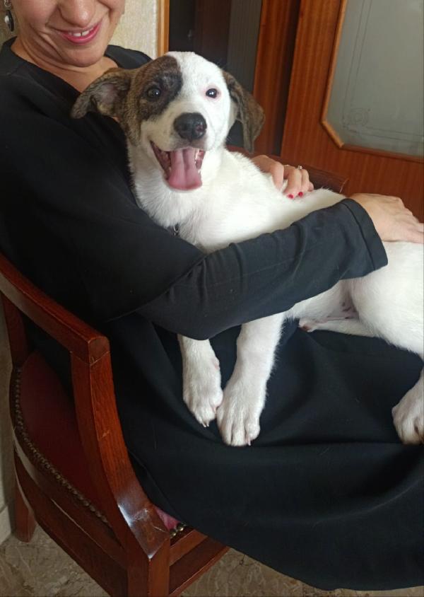 Cucciolino taglia piccola Foto 5